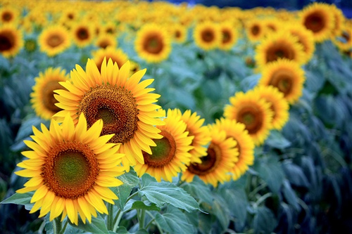 Sunflower